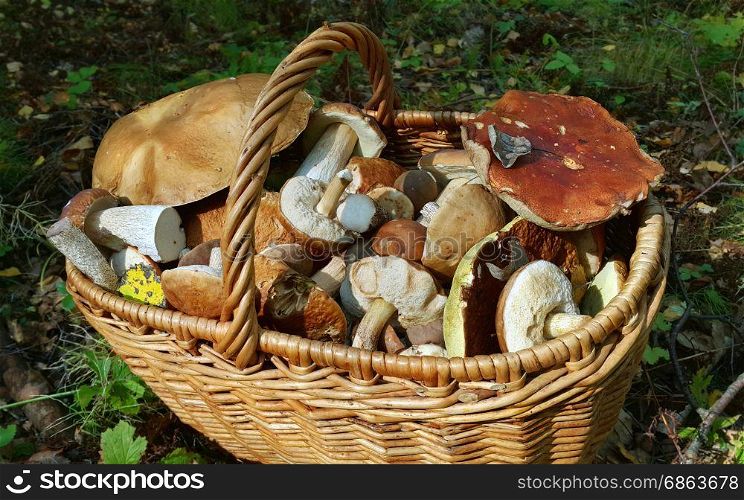 Basket with edible mushrooms, close-up