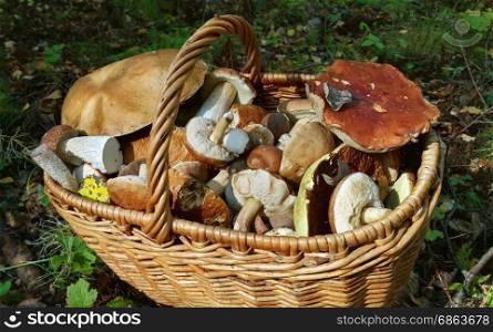Basket with edible mushrooms, close-up