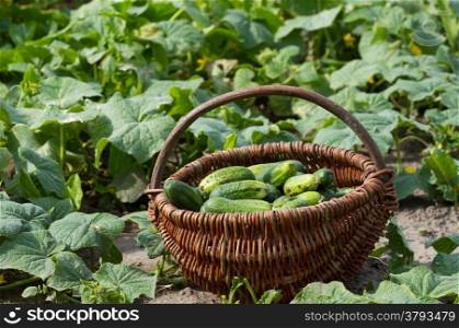Basket with fresh cucumbers in a vegetable garden