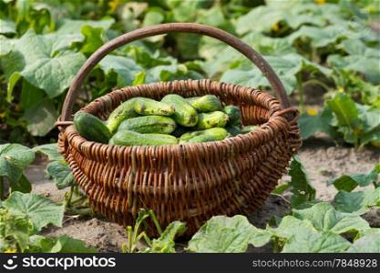 Basket with fresh cucumbers in a vegetable garden