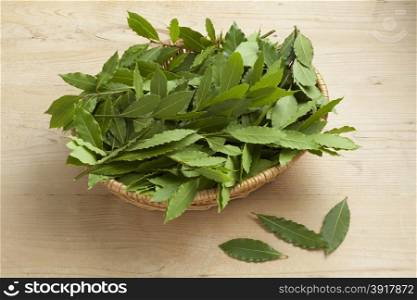 Basket with fresh picked green bay leaves