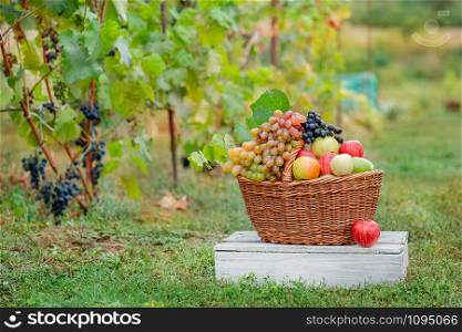 Basket with fruits, apples, grapes in the garden. Arrangement in the garden with blue and green grapes, a basket, a glass of red drink and a bottle on the table against the background of the garden.. Basket with fruits, apples, grapes in the garden.