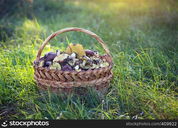 basket with mushrooms on a background of green grass