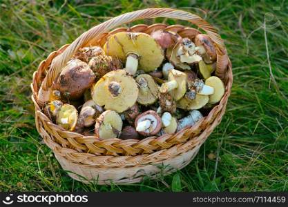 basket with mushrooms on a background of green grass