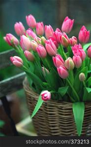 basket with pink tulips. famous symbol of the netherlands, amsterdam