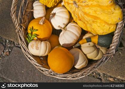 basket with squash