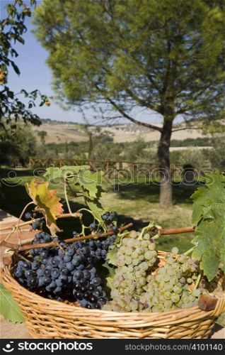 baskets of grapes