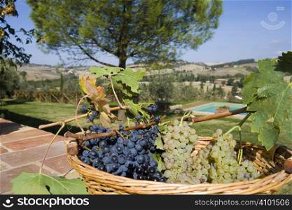 baskets of grapes