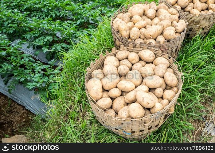 Baskets of potatoes grown on the Dieng plateau, Indonesia