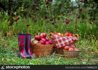 Baskets with apples in the garden, boots. Harvesting of apples.. Baskets with apples in the garden, boots.