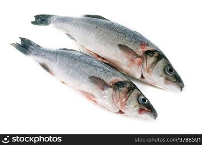 bass fish in front of white background