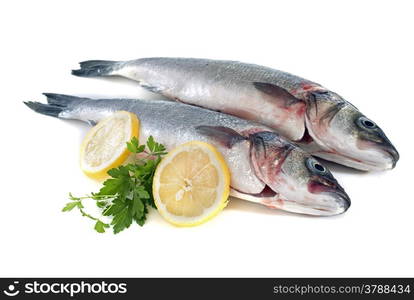 bass fish in front of white background