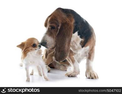 basset hound and chihuahua in front of white background