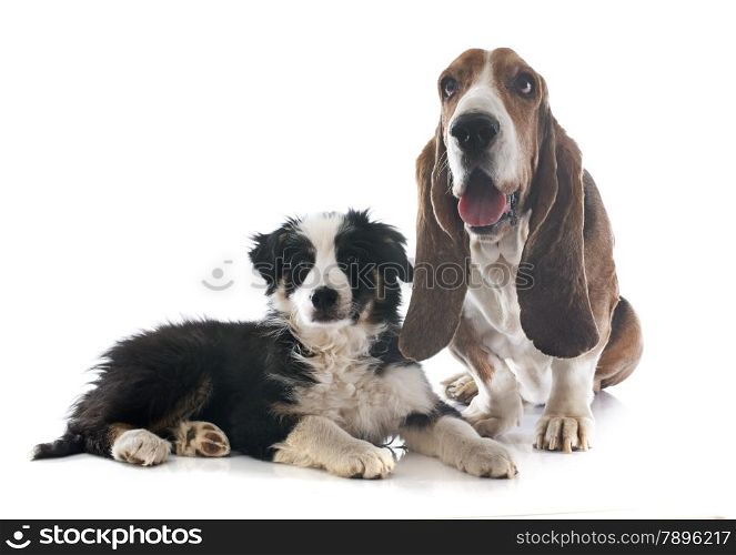 basset hound and puppy border collie in front of white background