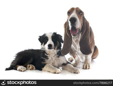 basset hound and puppy border collie in front of white background