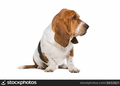 Basset hound. Basset hound in front of a white background