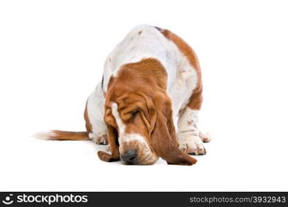 Basset hound. Basset hound sniffing the ground in front of a white background