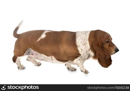 basset hound in front of white background