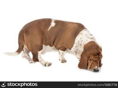 basset hound in front of white background