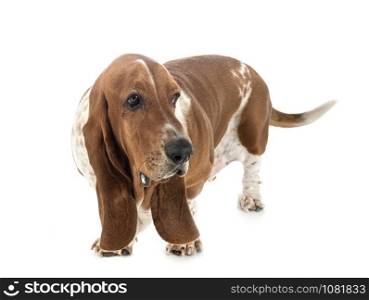 basset hound in front of white background