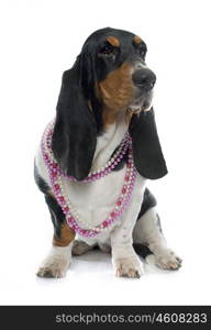 Basset Hound in front of white background