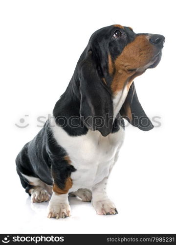 Basset Hound in front of white background