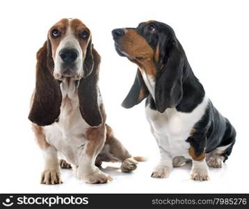 Basset Hounds in front of white background