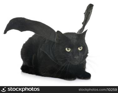 bat cat in front of white background