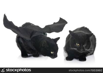 bat cats in front of white background