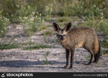 Bat-eared fox starring at the camera in the Central Kalahari, Botswana.