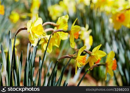 Batch of yellow daffodils (Narcissus) in springtime