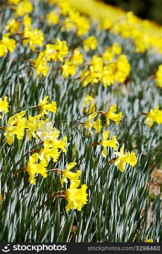 Batch of yellow daffodils (Narcissus) in springtime