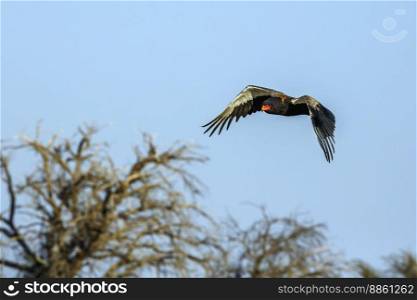 Bateleur Eagle in flight isolated in blue sky in Kgalagadi transfrontier park, South Africa   Specie Terathopius ecaudatus family of Accipitridae. Bateleur Eagle in Kgalagadi transfrontier park, South Africa