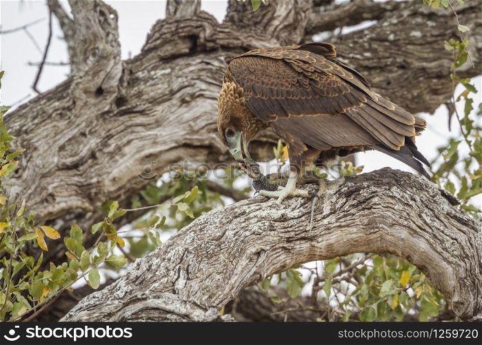 Bateleur Eagle in Kruger National park, South Africa ; Specie Terathopius ecaudatus family of Accipitridae. Bateleur Eagle in Kruger National park, South Africa