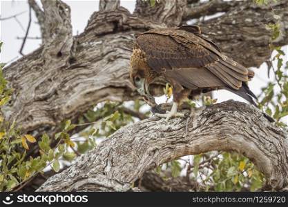 Bateleur Eagle in Kruger National park, South Africa ; Specie Terathopius ecaudatus family of Accipitridae. Bateleur Eagle in Kruger National park, South Africa