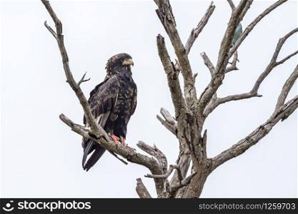 Bateleur Eagle juvenile isolated in white background in Kruger National park, South Africa ; Specie Terathopius ecaudatus family of Accipitridae. in Kruger National park, South Africa