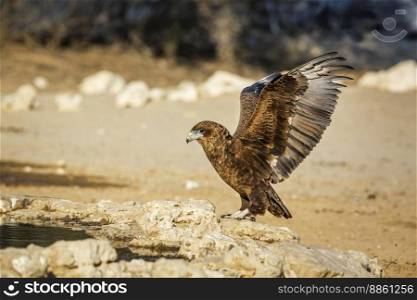 Bateleur Eagle juvenile landing at waterhole in Kgalagadi transfrontier park, South Africa ; Specie Terathopius ecaudatus family of Accipitridae. Bateleur Eagle in Kgalagadi transfrontier park, South Africa