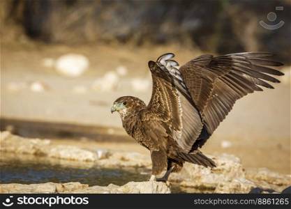 Bateleur Eagle juvenile landing at waterhole in Kgalagadi transfrontier park, South Africa   Specie Terathopius ecaudatus family of Accipitridae. Bateleur Eagle in Kgalagadi transfrontier park, South Africa