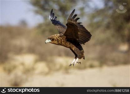 Bateleur Eagle juvenile landing flight in Kgalagadi transfrontier park, South Africa   Specie Terathopius ecaudatus family of Accipitridae. Bateleur Eagle in Kgalagadi transfrontier park, South Africa