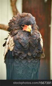 Bateleur (Terathopius ecaudatus) is a medium-sized eagle in the family Accipitridae. It is endemic to Africa and small parts of Arabia.. Young Bateleur eagle in captivity in Ireland, aillweecave tourist destination.