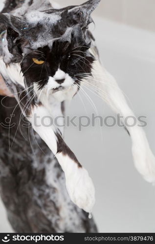 Bath or shower to a Persian breed cat