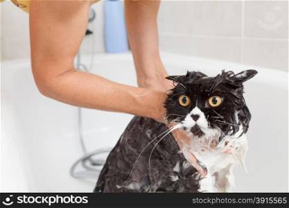 Bath or shower to a Persian breed cat