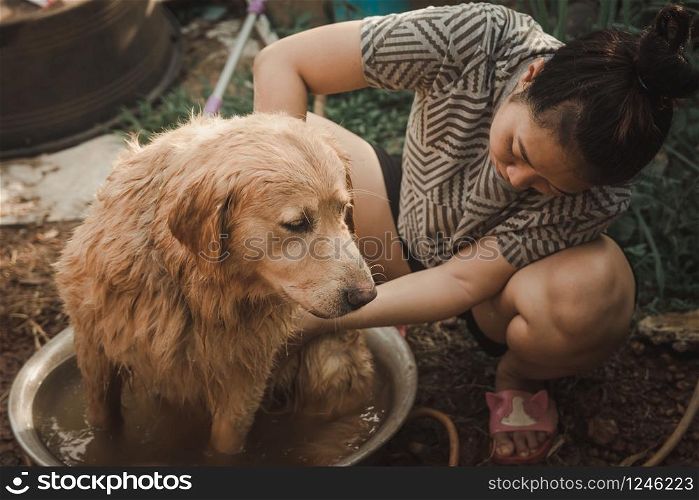 Bathing dog, A woman is bathing for her dog golden retriever.