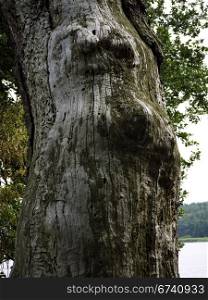 Baum-Frauentorso. deformed tree in the form of a woman&rsquo;s torso
