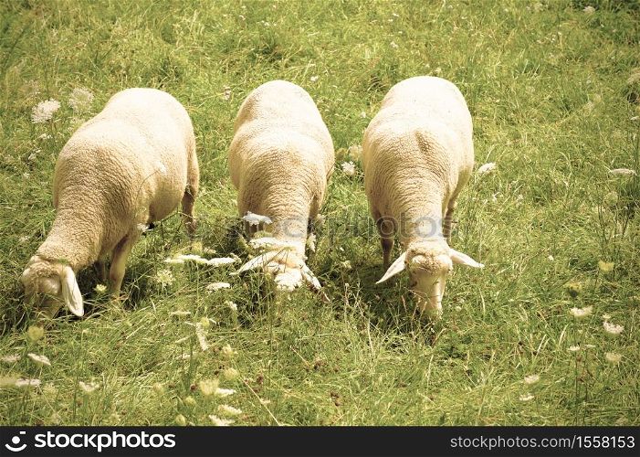 Bavarian sheeps grazing in a well-groomed meadow in Germany. Retro style