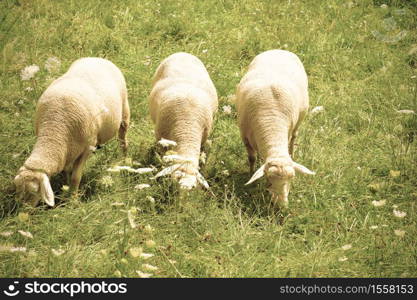 Bavarian sheeps grazing in a well-groomed meadow in Germany. Retro style