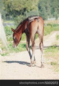 bay arabian little foal. back view. Israel
