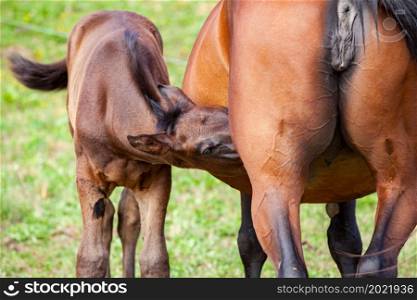 bay foal suckling its mother in the summer in a meadow