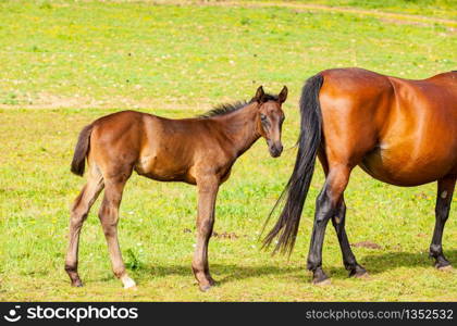 bay foal who is with his mother in the summer in a meadow