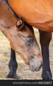 bay foal who is with his mother in the summer in a meadow